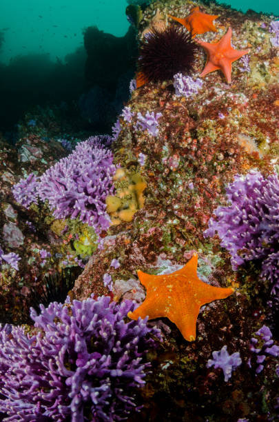 istock Bat Stars and Coral 838428464