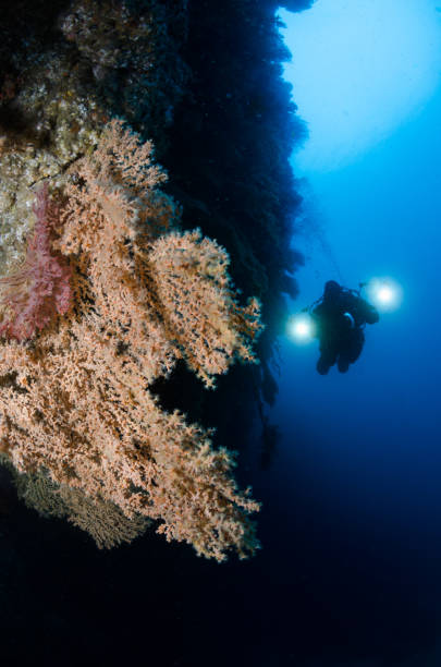 istock Scuba Diver and Sea Fan 838428548