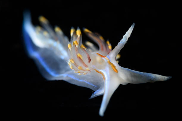 istock Hermissenda opalescens Nudibranch 838428618
