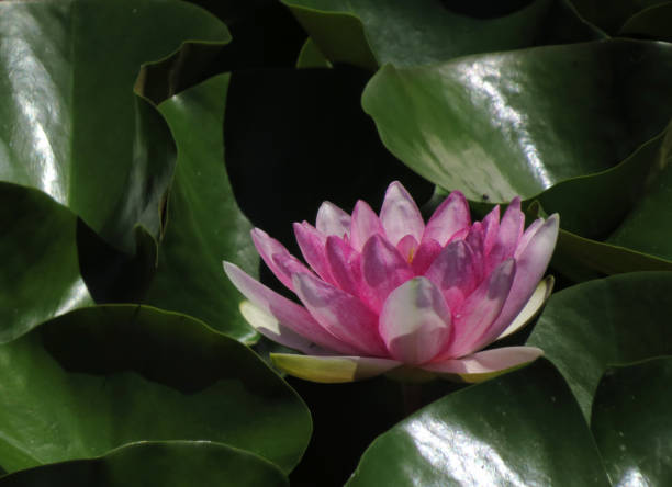 water lily - frog water lily pond sunlight imagens e fotografias de stock