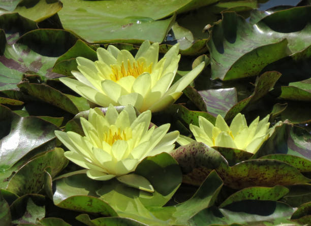 water lily - frog water lily pond sunlight imagens e fotografias de stock