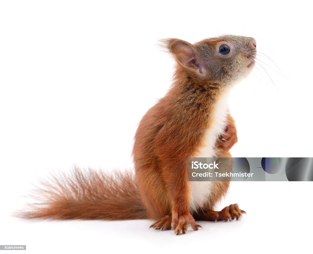 Eurasian red squirrel. Eurasian red squirrel isolated on white background. Squirrel Stock Photo