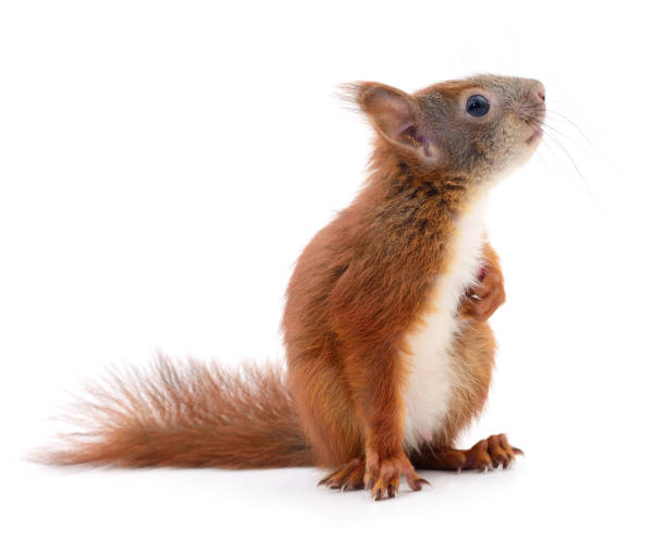 Eurasian red squirrel. Eurasian red squirrel isolated on white background. squirrel stock pictures, royalty-free photos & images