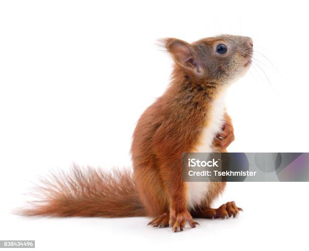 Eurasian Red Squirrel Stock Photo - Download Image Now - Squirrel, Cut Out, Cute