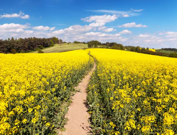 istock Field of rapeseed, canola or colza and path way 838439106