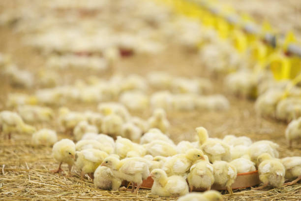 istock Baby chickens at farm 838439114