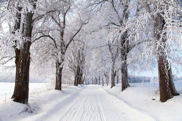 istock wintry landscape scenery with road way and alley vista 838439506