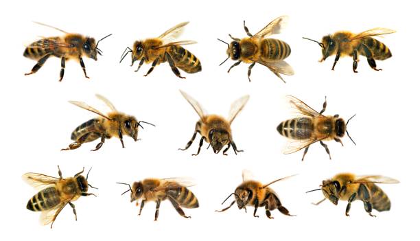 istock group of bee or honeybee on white background, honey bees 838439626