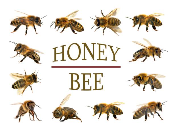 kelompok lebah atau lebah madu dengan latar belakang putih, lebah madu - lebah madu afrikanisasi foto potret stok, foto, & gambar bebas royalti
