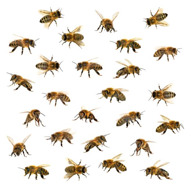 istock group of bee or honeybee on white background, honey bees 838440240