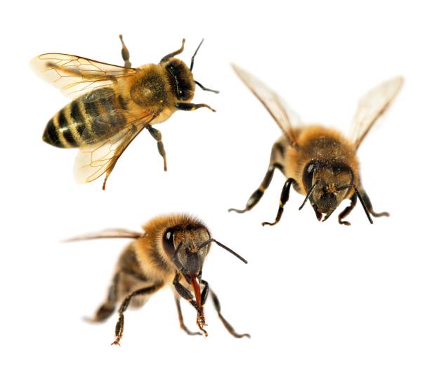 istock group of bee or honeybee on white background, honey bees 838442800