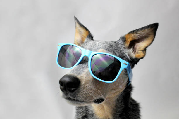Dog in Sunglasses stock photo