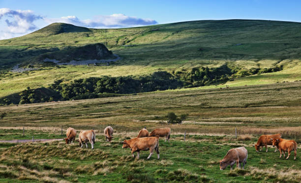istock Herd of Cattle Grazing 838445630
