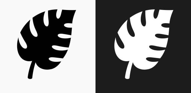 ilustrações, clipart, desenhos animados e ícones de ícone de planta deixar em preto e branco vector backgrounds - nature black and white leaf black background