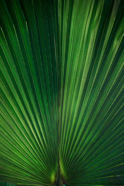 istock The palm leaf is light and dark green close-up. 838447722