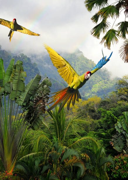 lapa verde en costa rica - exotismo fotografías e imágenes de stock