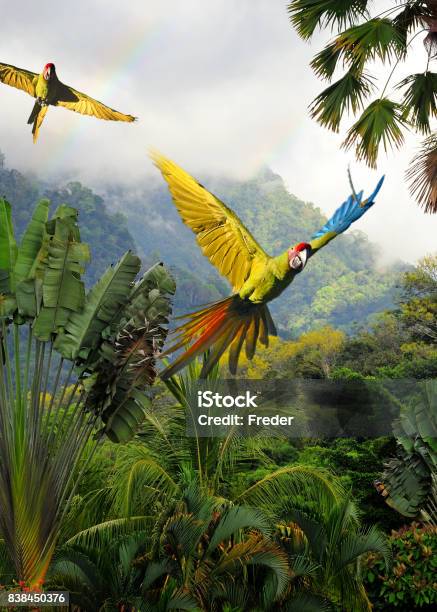 Photo libre de droit de Aras Verts Grands Au Costa Rica banque d'images et plus d'images libres de droit de Costa Rica - Costa Rica, Forêt pluviale, Oiseau