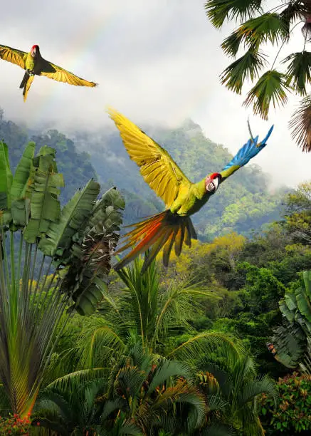 great green macaws (ara ambiguus) also known as buffon's macaws or military macaws flying through the rainforest in costa rica