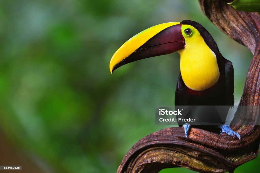 chestnut-mandibled toucan in costa rica close-up of a chestnut-mandibled toucan  (ramphastos ambiguus swainsonii), also known as swainson’s toucan in the rainforest of costa rica Costa Rica Stock Photo