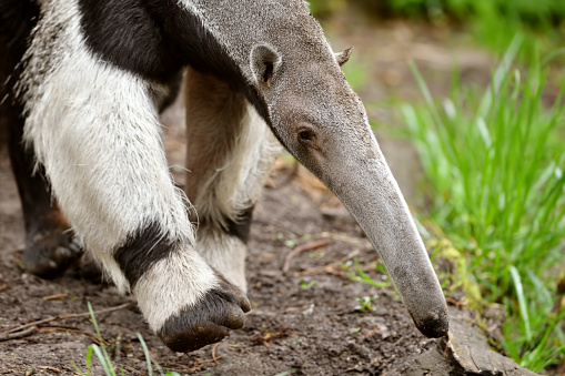 close-up of a giant anteater (myrmecophaga tridactyla)