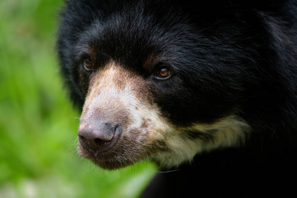 Oso Frontino - Banco de fotos e imágenes de stock - iStock Oso Frontino - Banco de fotos e imágenes de stock - iStock