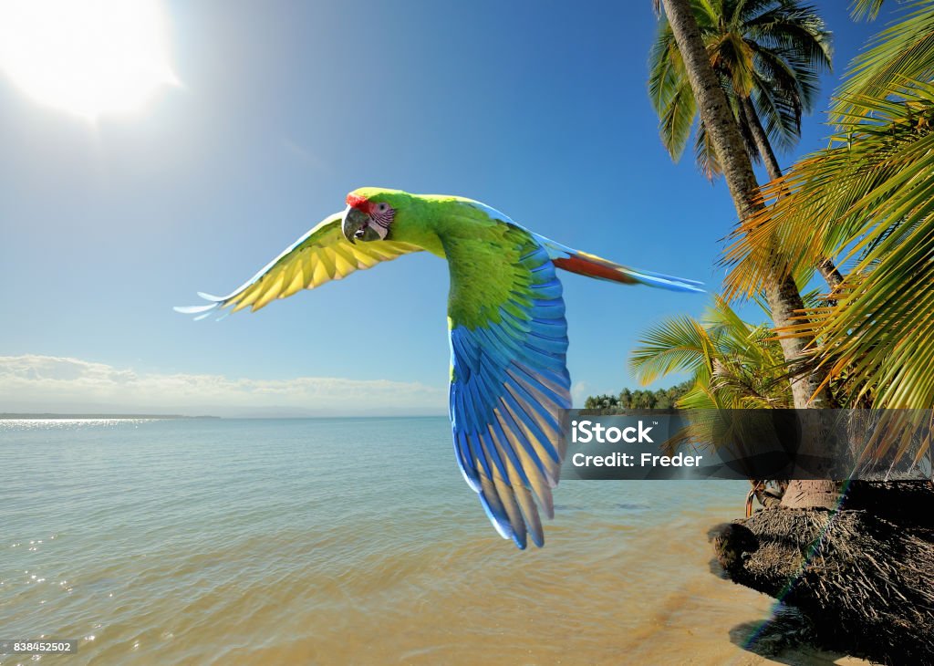 great green macaw at the beach in costa rica a great green macaw (ara ambiguus) also known as buffon's macaw or military macaw flys over a beach in costa rica Costa Rica Stock Photo