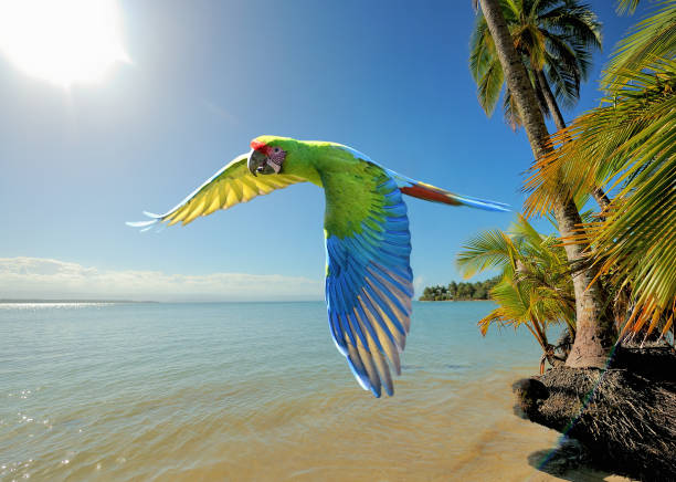 great green macaw at the beach in costa rica a great green macaw (ara ambiguus) also known as buffon's macaw or military macaw flys over a beach in costa rica exoticism photos stock pictures, royalty-free photos & images