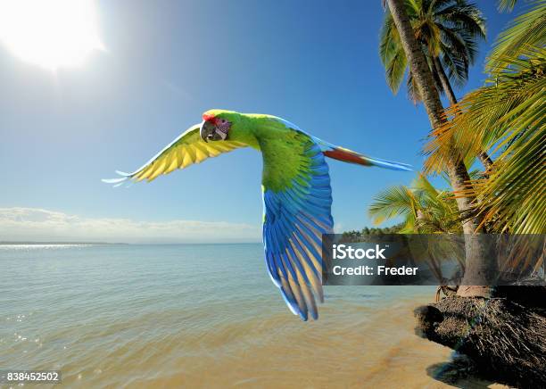 Great Green Macaw At The Beach In Costa Rica Stock Photo - Download Image Now - Costa Rica, Beach, Bird