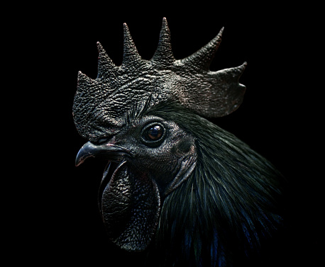 close-up of an ayam cemani cockerel / black rooster on black background. This species is complete black - a rare kind of hyperpigmentation.