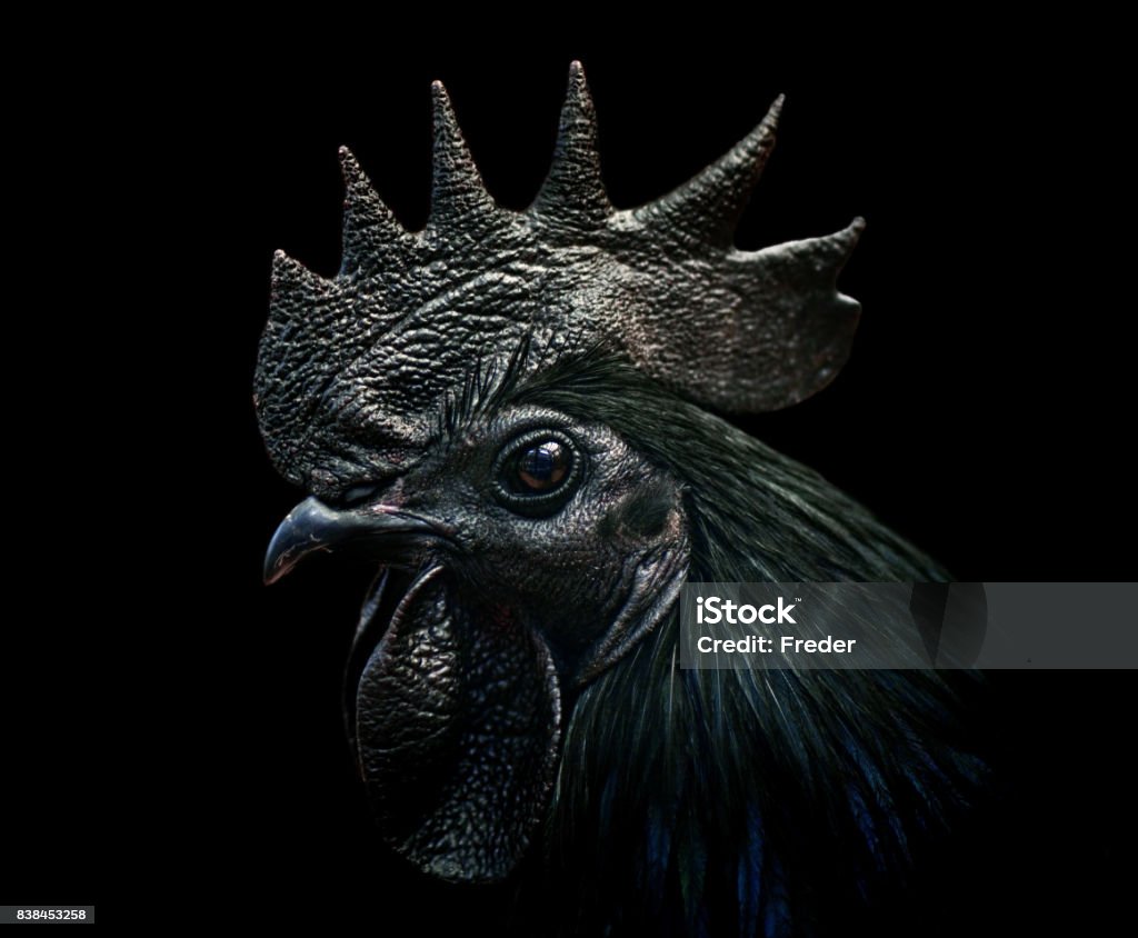 chicken cemani rooster close-up of an ayam cemani cockerel / black rooster on black background. This species is complete black - a rare kind of hyperpigmentation. Rooster Stock Photo
