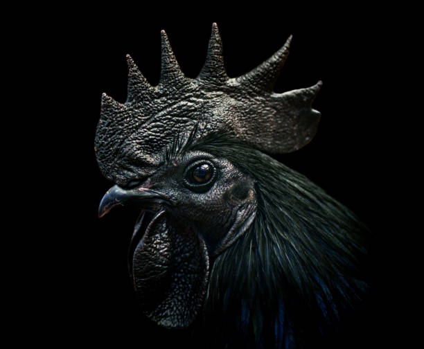 chicken cemani rooster close-up of an ayam cemani cockerel / black rooster on black background. This species is complete black - a rare kind of hyperpigmentation. monochrome photos stock pictures, royalty-free photos & images
