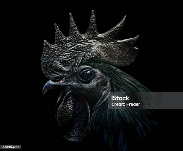 Chicken Cemani Rooster Stock Photo - Download Image Now - Rooster, Black Color, Black And White