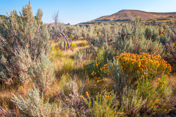 Rabbitbrush with its yello flowers among the rushes and grass in the higher elevations of Zion Canyon National Park in Utah.