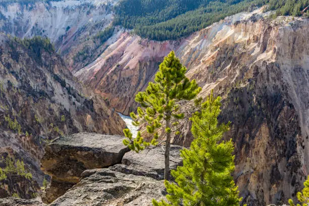 A viewpoint on the South Rim of the Grand Canyon of the Yellowstone in Yellowstone National Park, Wyoming