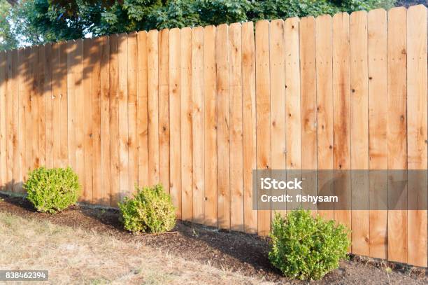 Golden Fence Stock Photo - Download Image Now - Fence, Wood - Material, Cedar Tree