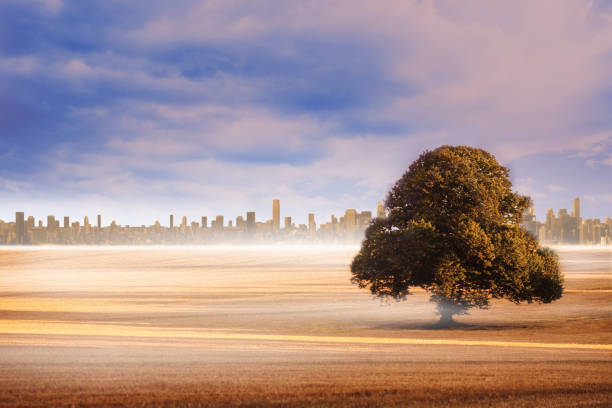 istock Field with tree and city on the horizon 838462412