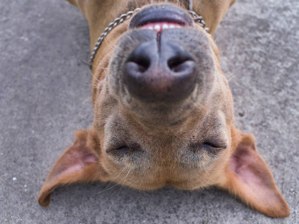 sorriso e sono de cachorro marrom - crossbreeding - fotografias e filmes do acervo