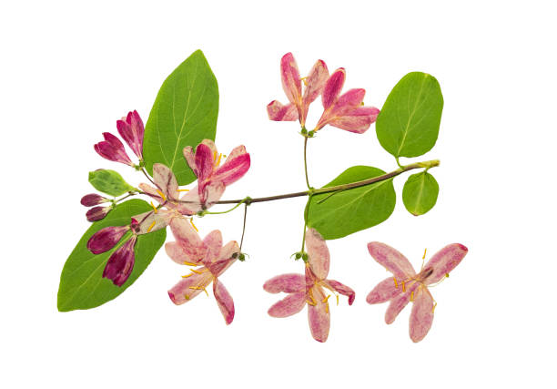 istock Pressed and dried flowers tataric honeysuckle 838466818