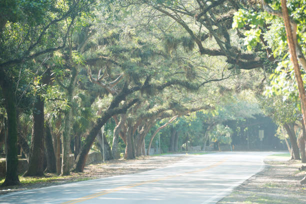istock Tree Lined Old Cutler Road in Coral Gables Miami Florida 838469268