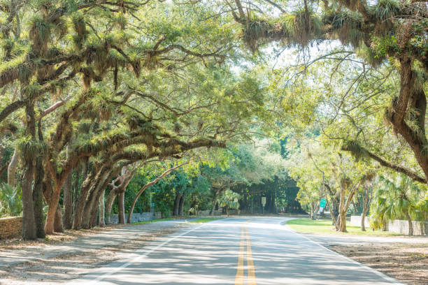 istock Tree Lined Old Cutler Road in Coral Gables Miami Florida 838469534