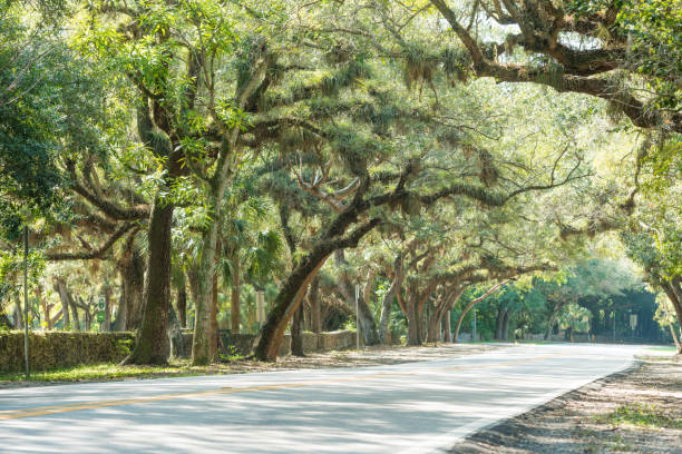 istock Tree Lined Old Cutler Road in Coral Gables Miami Florida 838469882