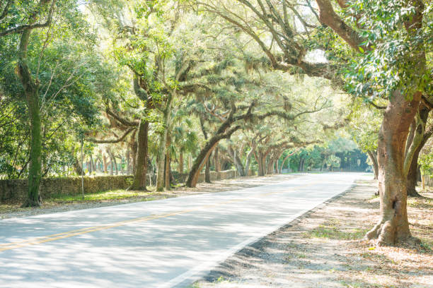 istock Tree Lined Old Cutler Road in Coral Gables Miami Florida 838471814