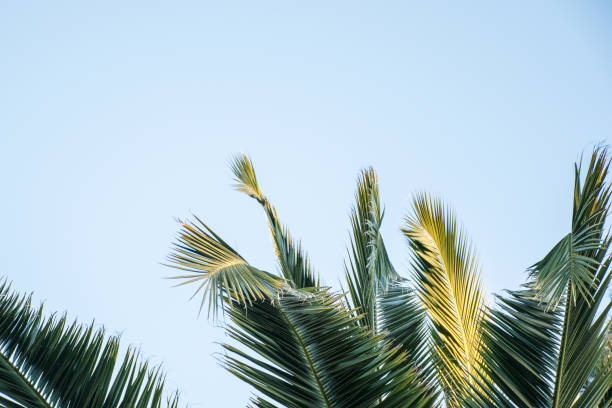 istock Palm fronds against a blue sky as a background with space for copy 838475648