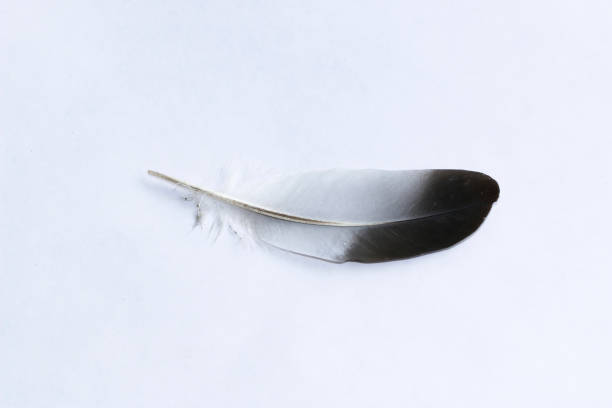 istock Isolated feather bird dove on white background for design 838475752
