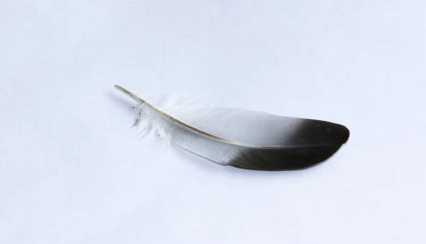 istock Isolated feather bird dove on white background for design 838475760