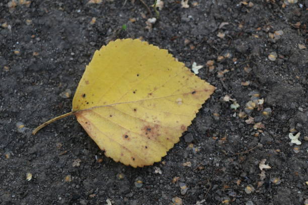 istock Fallen leaves from trees - autumn background for design and advertisement, isolated autumn leaves 838476334