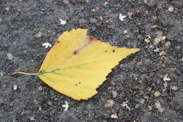 istock Fallen leaves from trees - autumn background for design and advertisement, isolated autumn leaves 838476352