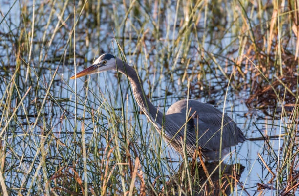 istock Stick Your Neck Out Heron 838476636