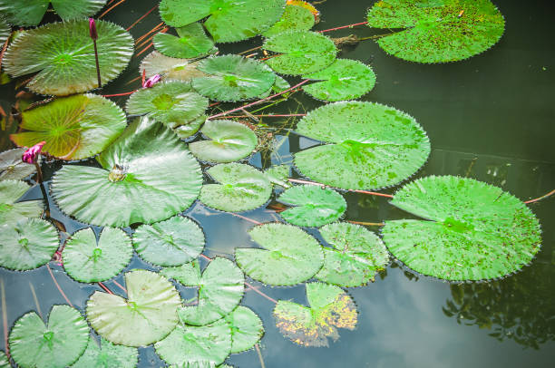 istock Water lily leaves in pond 838476702