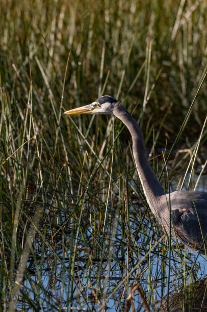 istock Through the Reeds at Rodeo Beach 838477032